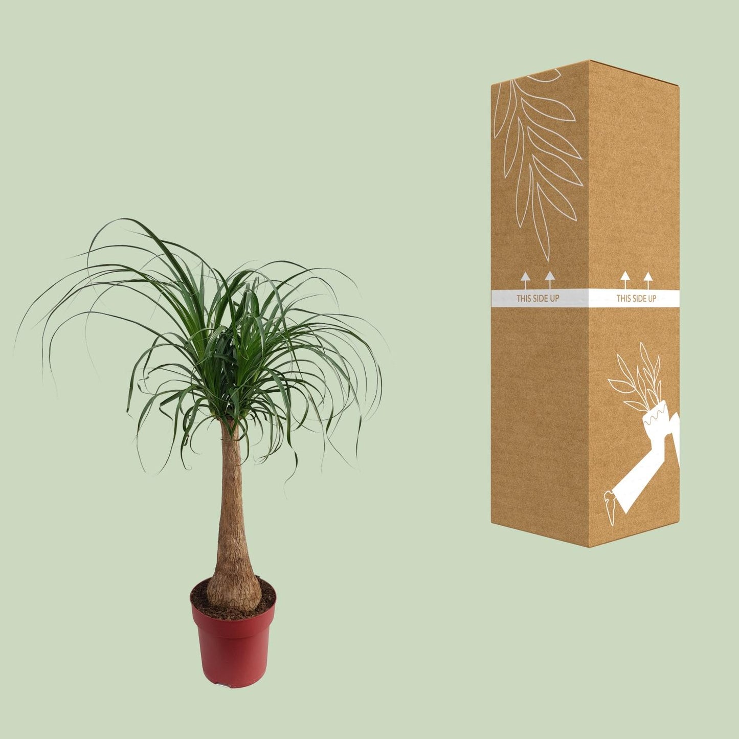 Beaucarnea 'Maya Palm' Stam P27 - Ø27cm - ↕110cm - Pflanzfix24