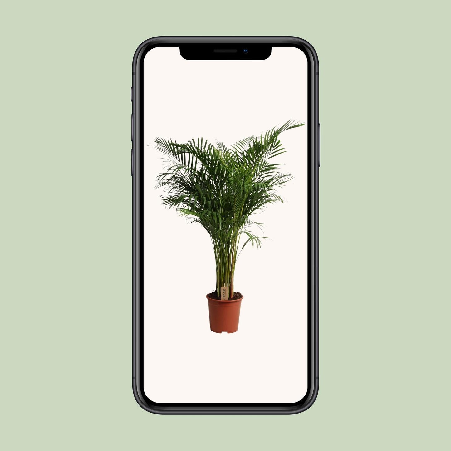 Dypsis Lutescens - Ø27cm - ↕160cm - Pflanzfix24