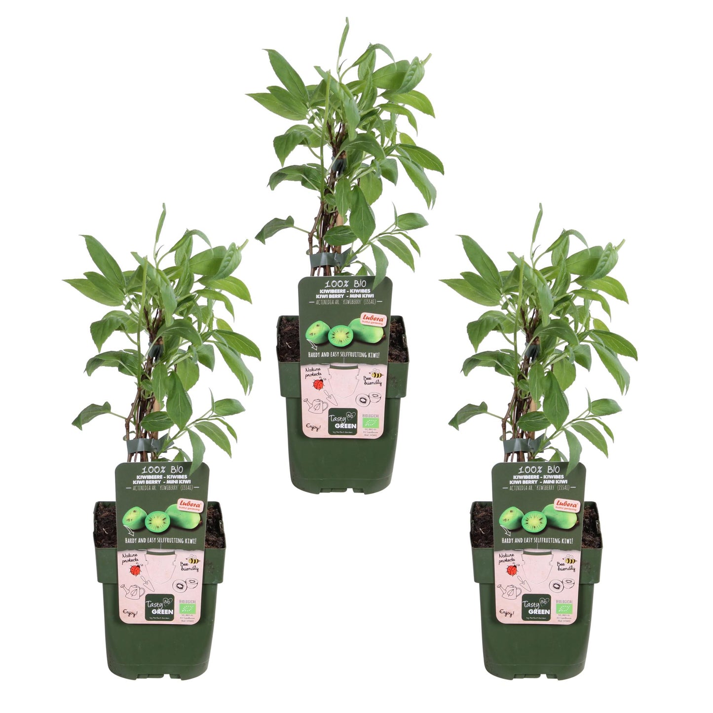 3x - Actinidia arguta 'Issai' - pflanzfix24