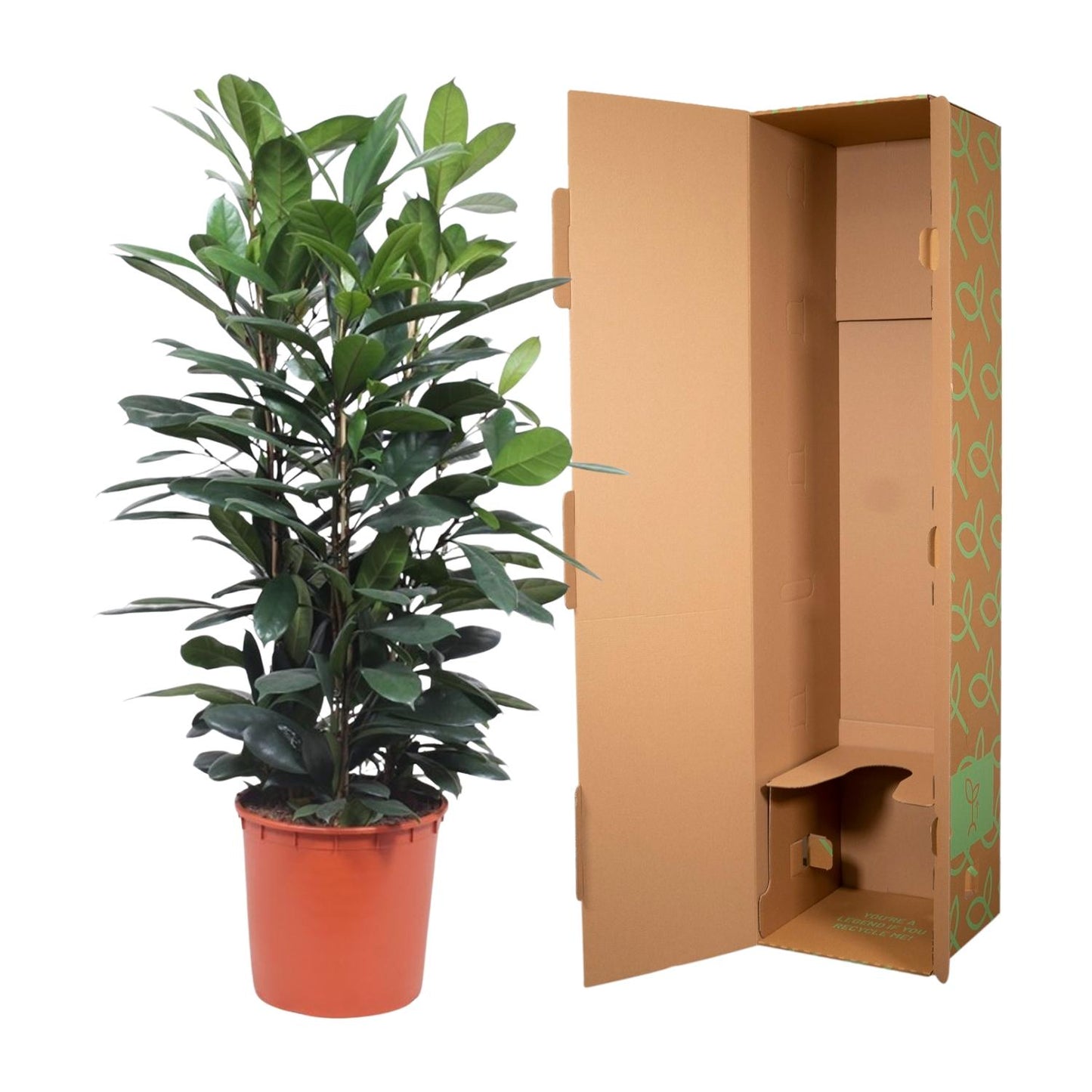 Ficus Cyathistipula struik - 140 cm - ø34 - Pflanzfix24