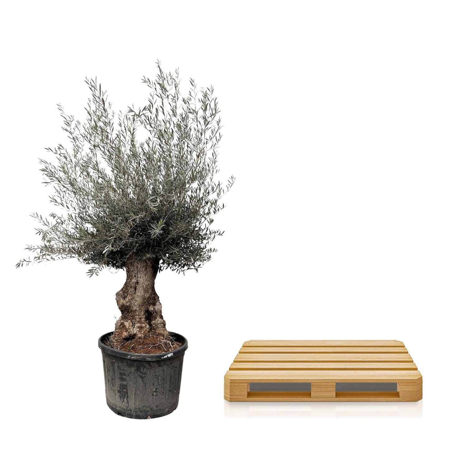 Olea Europaea Bonsai 270cm Ø80 | Olivenbaum | Pflanzfix24