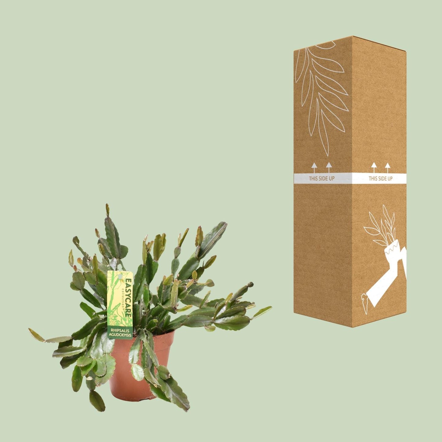 Rhipsalis Agudoensis - Ø12 ↕25 von Pflanzfix24