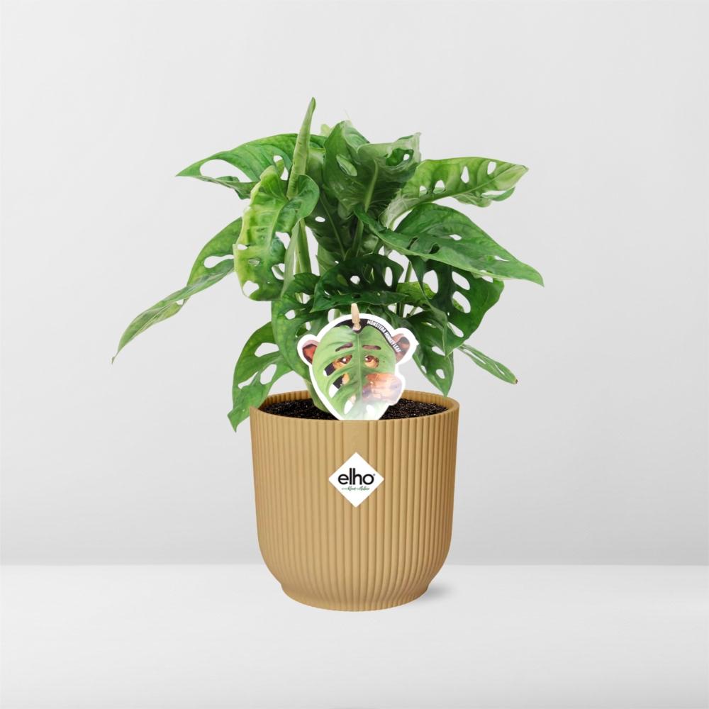 Monstera 'Monkey Leaf' ELHO Fold 14cm gelb | Pflanzfix24