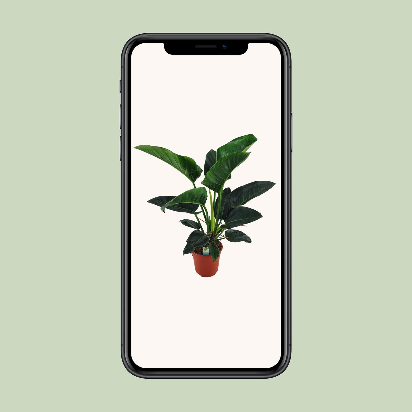 Philodendron Congo Millions - Ø27cm - ↕100cm - Pflanzfix24