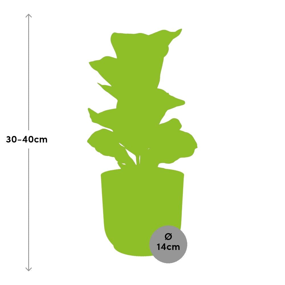 Ficus Lyrata 'Bambino' im ELHO Vibes Fold 14cm gelb - Pflanzfix24