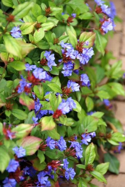20x Ceratostigma plumbaginoides Bodendecker | Pflanzfix24.de - Pflanzfix24.de