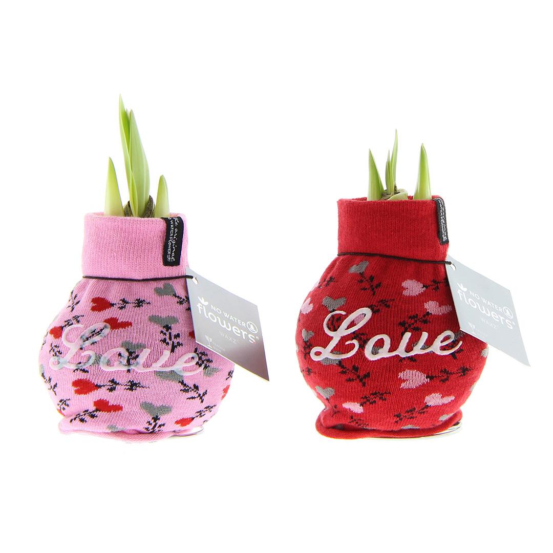 No Water Flowers® Fashionz Love Mix (2 pack) + Red flower - Pflanzfix24