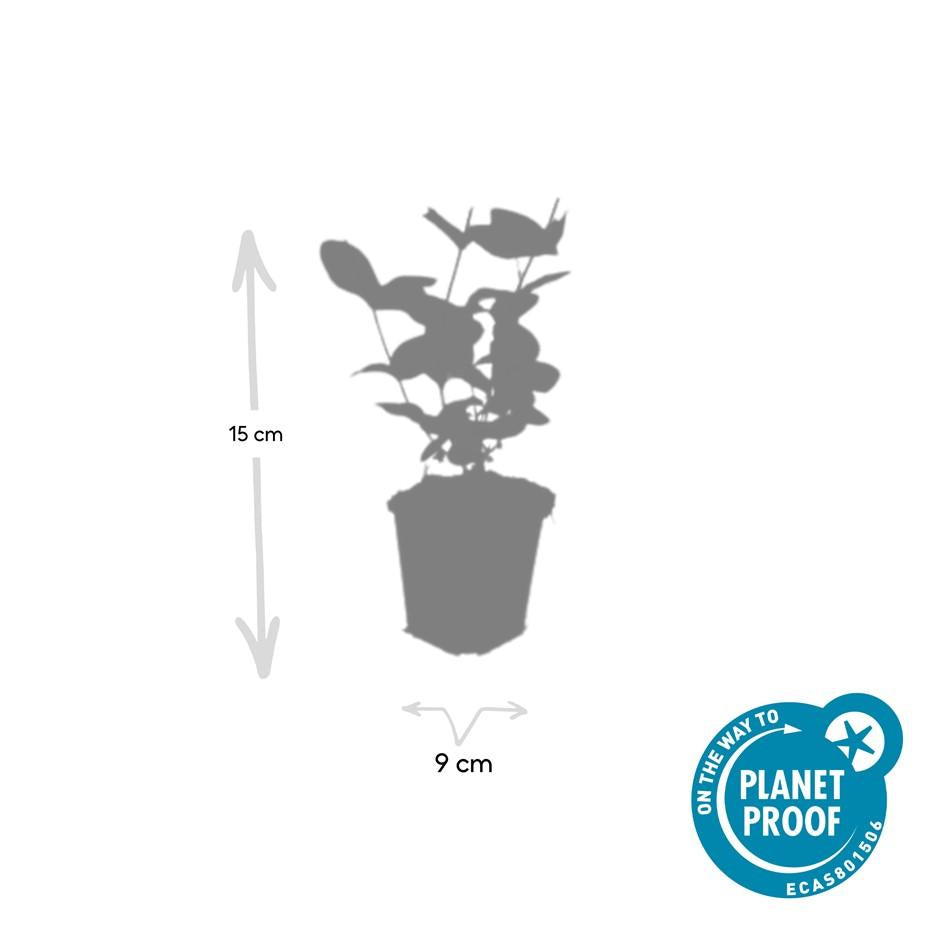 20x Hypericum inodorum 'Beauty' - Pflanzfix24.de - Pflanzfix24.de