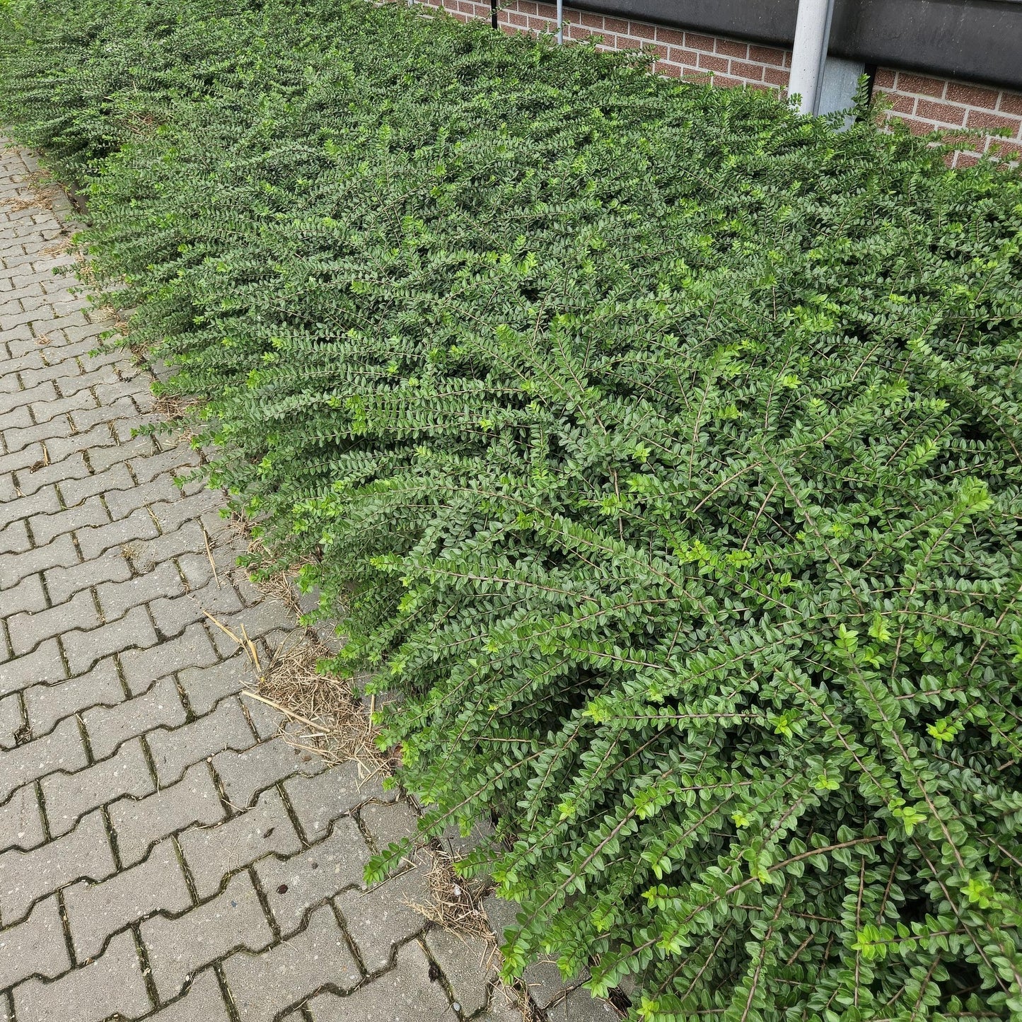 60x Lonicera maigrün – Heckenpflanze 10–25 cm – Pflanzfix24