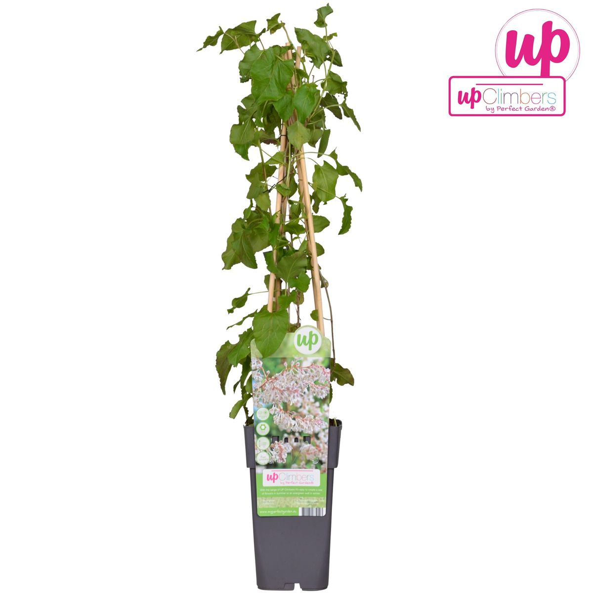 Brautschleier - Ø15cm - ↕65cm - Pflanzfix24.de - Pflanzfix24.de