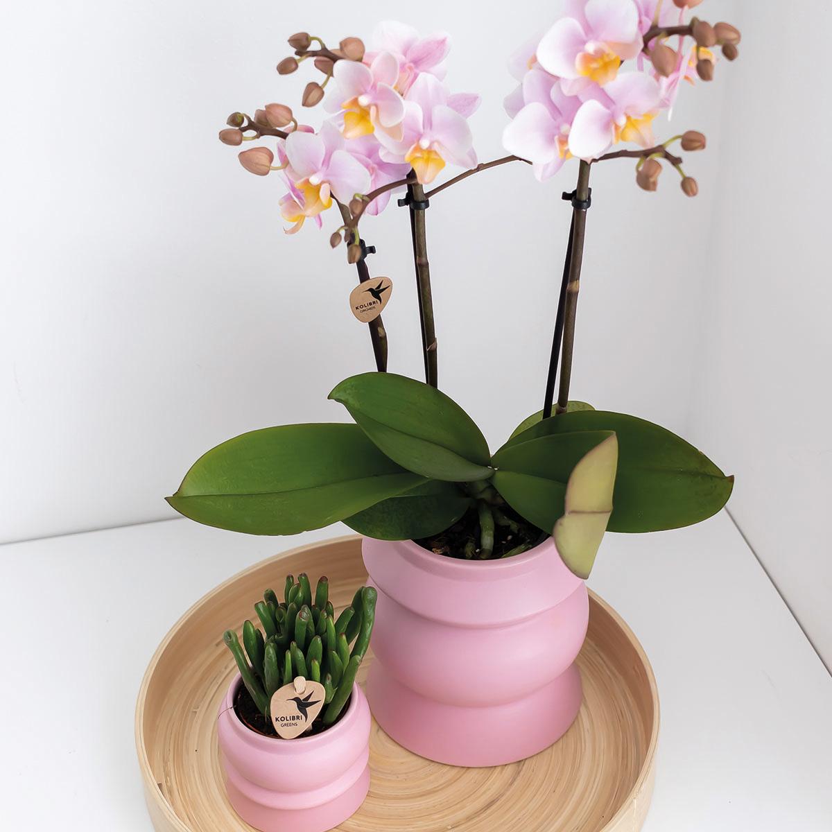 2er Set Phalaenopsis Andorra Rosa Ø9cm – Combi Deal | Pflanzfix24.de - Pflanzfix24.de