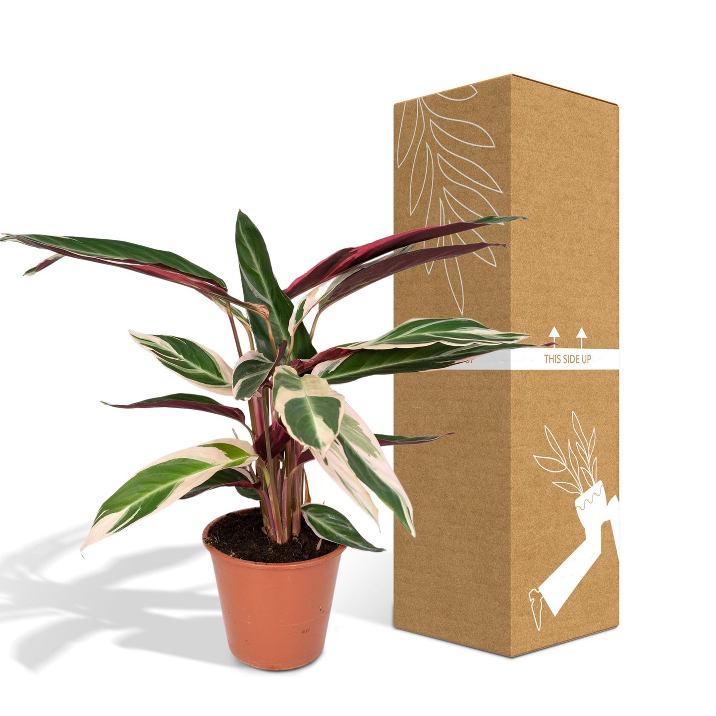 Calathea Triostar - Pfauenpflanzet - Ø19cm - ↕70cm