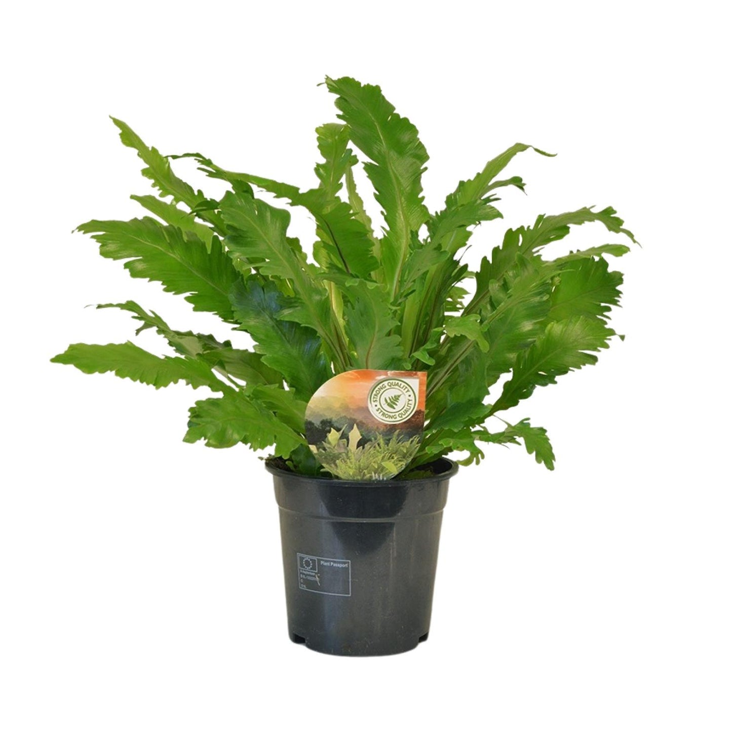 Asplenium Campio - Ø17cm - ↕50cm bei Pflanzfix24.de - Pflanzfix24.de