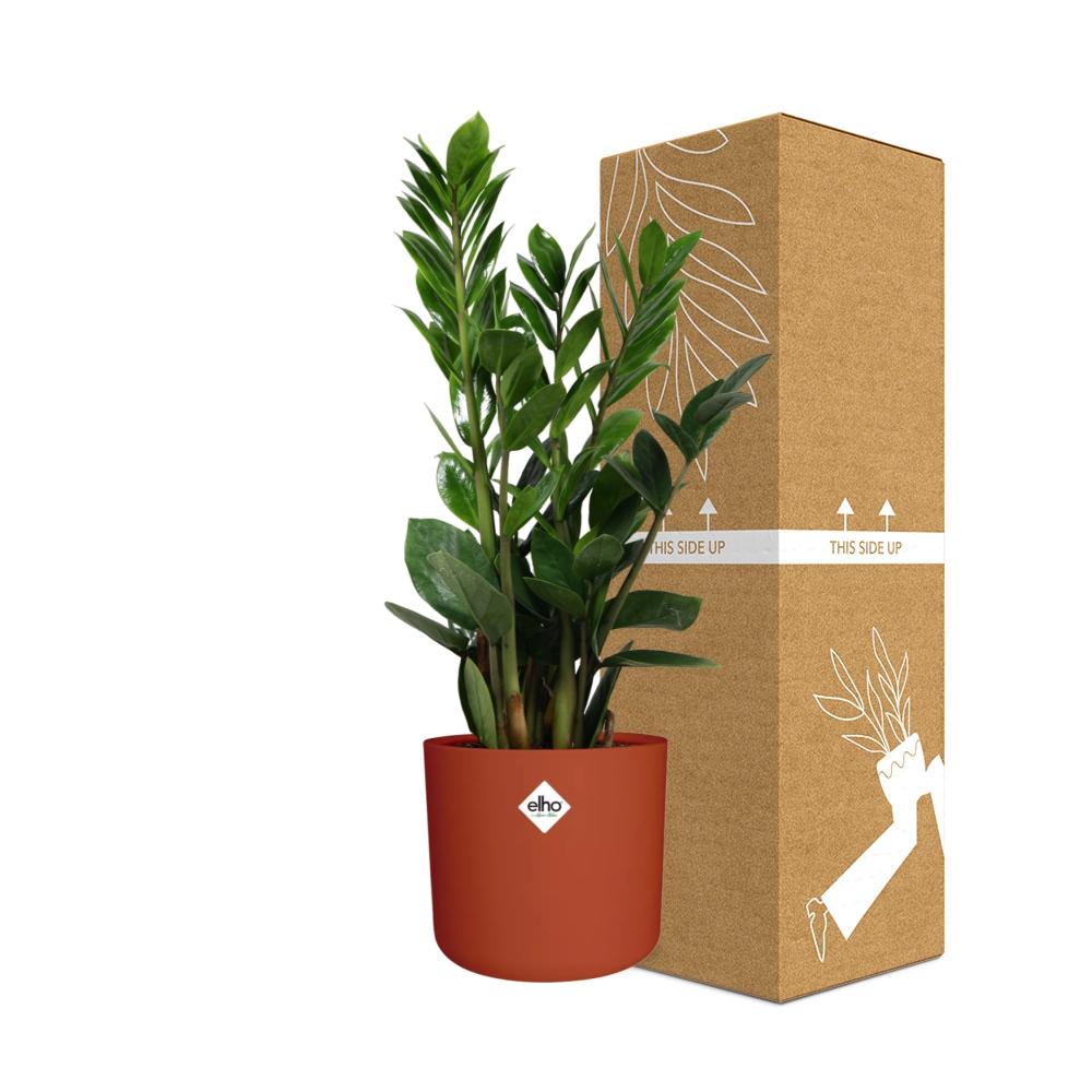 Zamioculcas - Hoogte 45-50 in ELHO b.for soft rond 14cm brique - Pflanzfix24