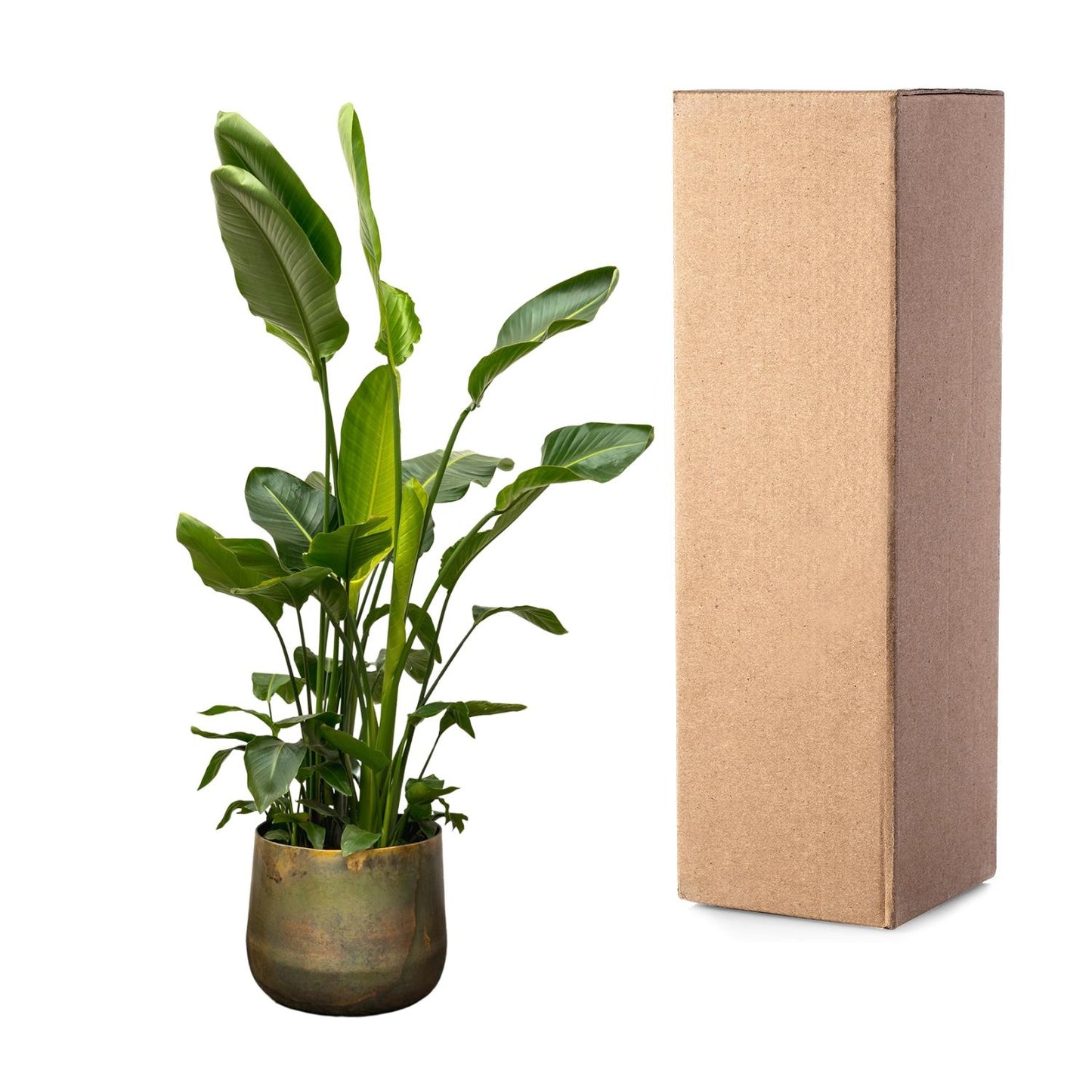 Strelitzia Nicolai de luxe XXL 250 cm Ø40 | Pflanzfix24.de - Pflanzfix24.de