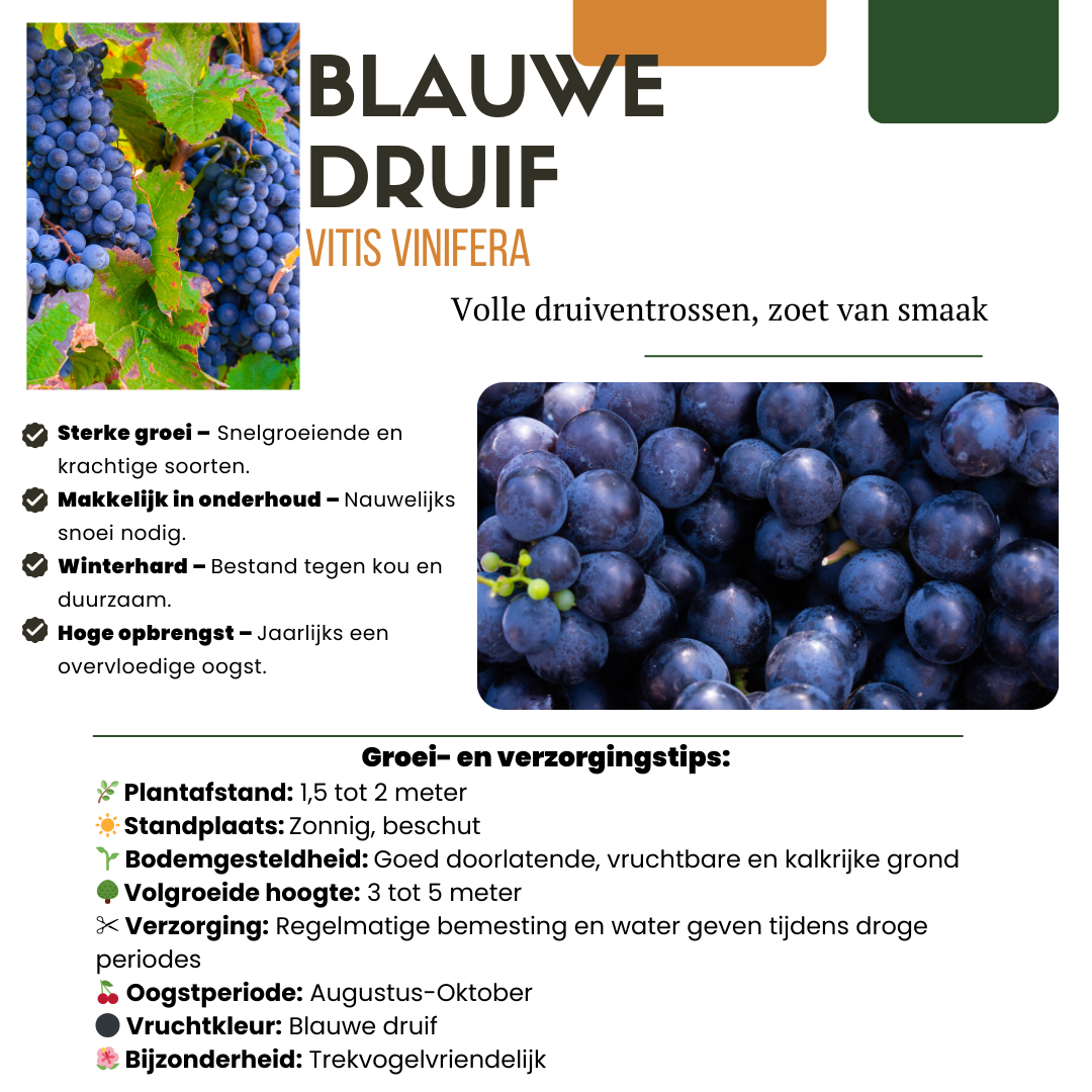 BIO Obstpflanzen-Set 5er Mix „Früchte-Oase“ – Pflanzfix24.de - Pflanzfix24.de