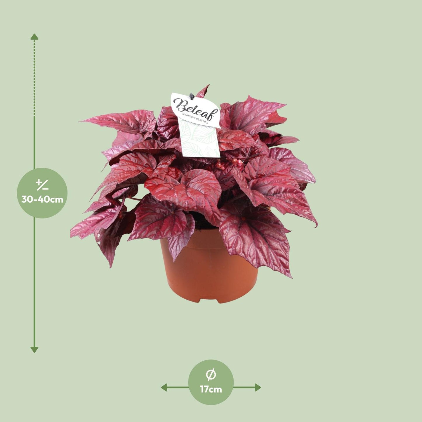 Begonia Beleaf Inca Flame - Ø17cm - ↕32cm - Pflanzfix24