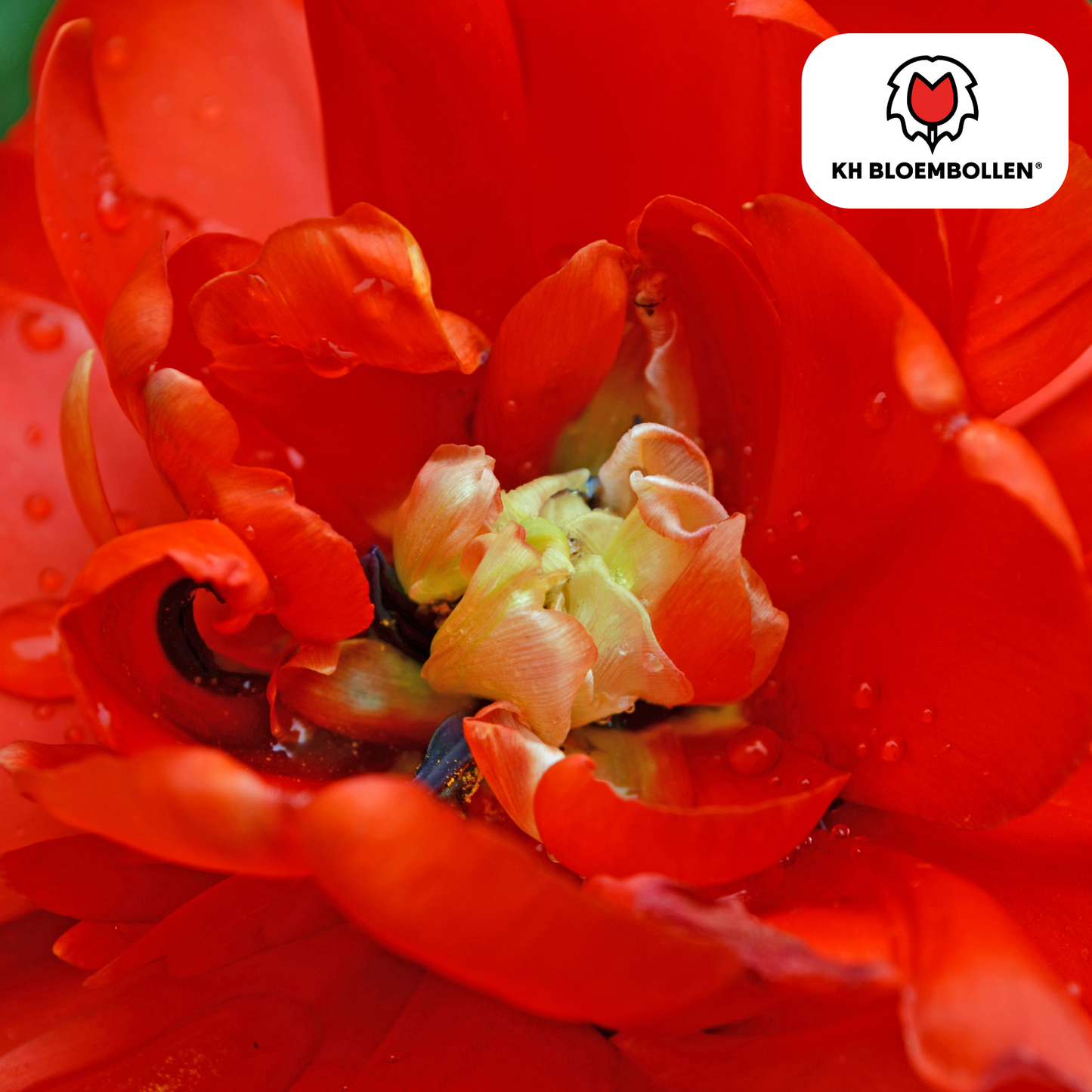 Bombastic Red Tulpenbollen – 20 stuks | Pflanzfix24® | Rode Dubbelbloemige Pioentulp