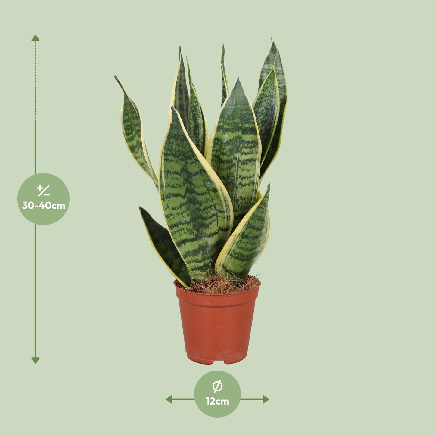 Sansevieria Trifasciata Futura Superba Ø12cm – pflegeleichte Schwiegermutterzunge | Pflanzfix24