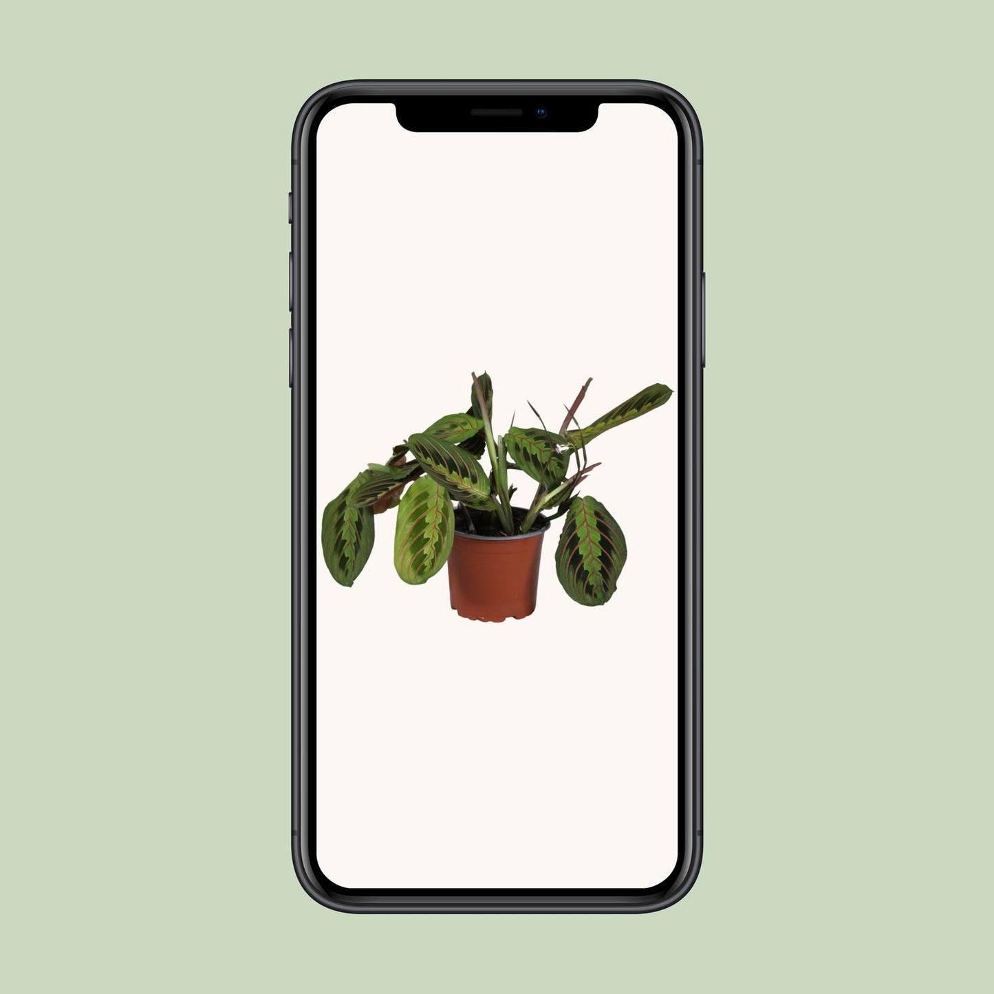 Maranta Leuconeura Fascinator 30cm Ø12cm – Gebetspflanze | Pflanzfix24.de - Pflanzfix24.de
