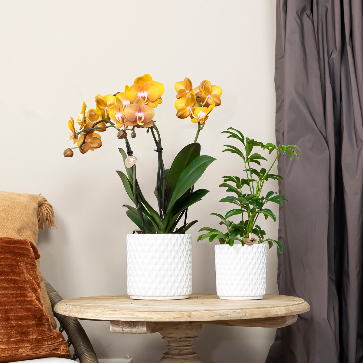 2x Orchidee Orange Ø12cm – Phalaenopsis „Las Vegas“ | Pflanzfix24.de - Pflanzfix24.de