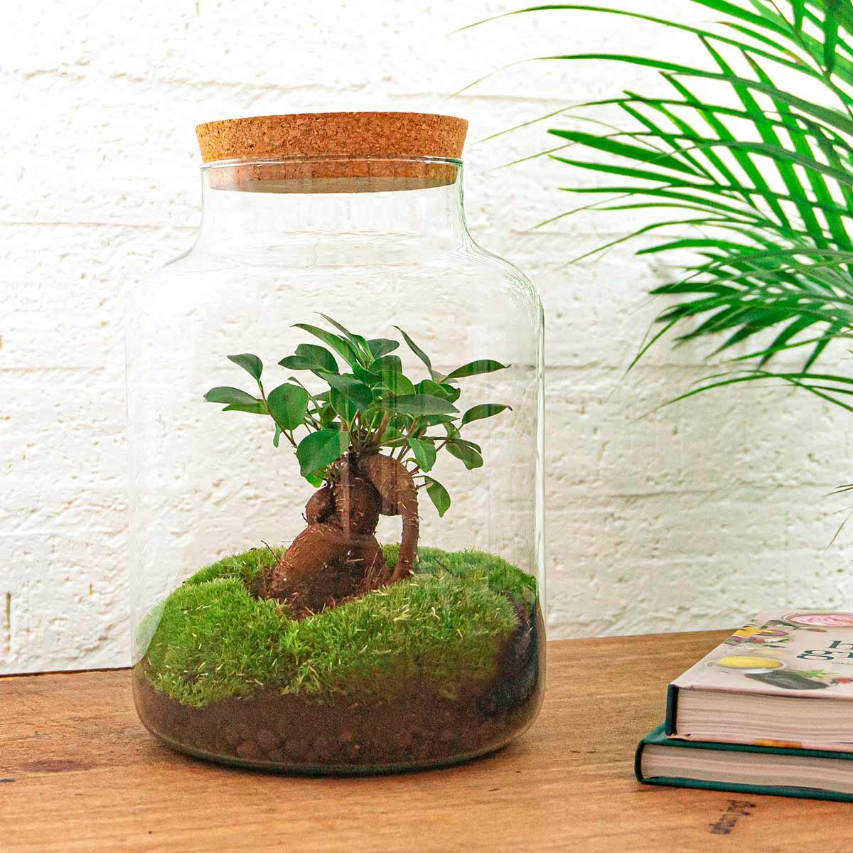 Flaschengarten - Milky mit Bonsai - DIY-Set - Pflanzfix24.de - Pflanzfix24.de