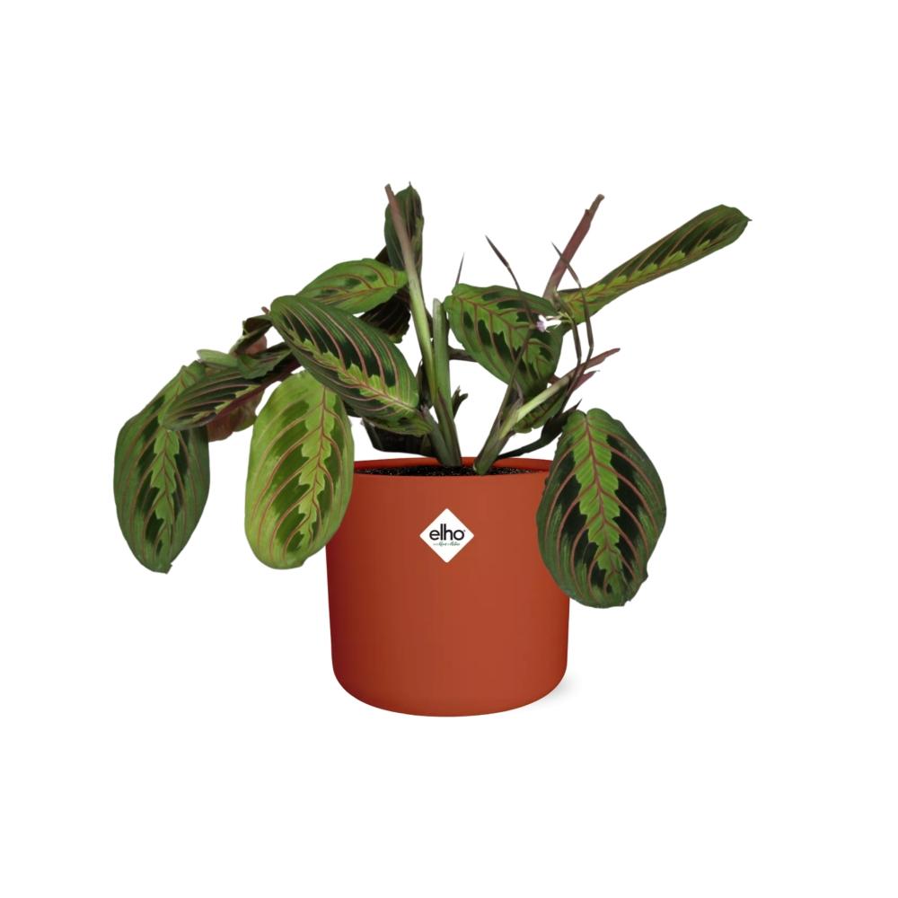 Maranta Leuconeura ‘Fascinator’ Tricolor in ELHO b.for soft rond 14cm brique - Pflanzfix24