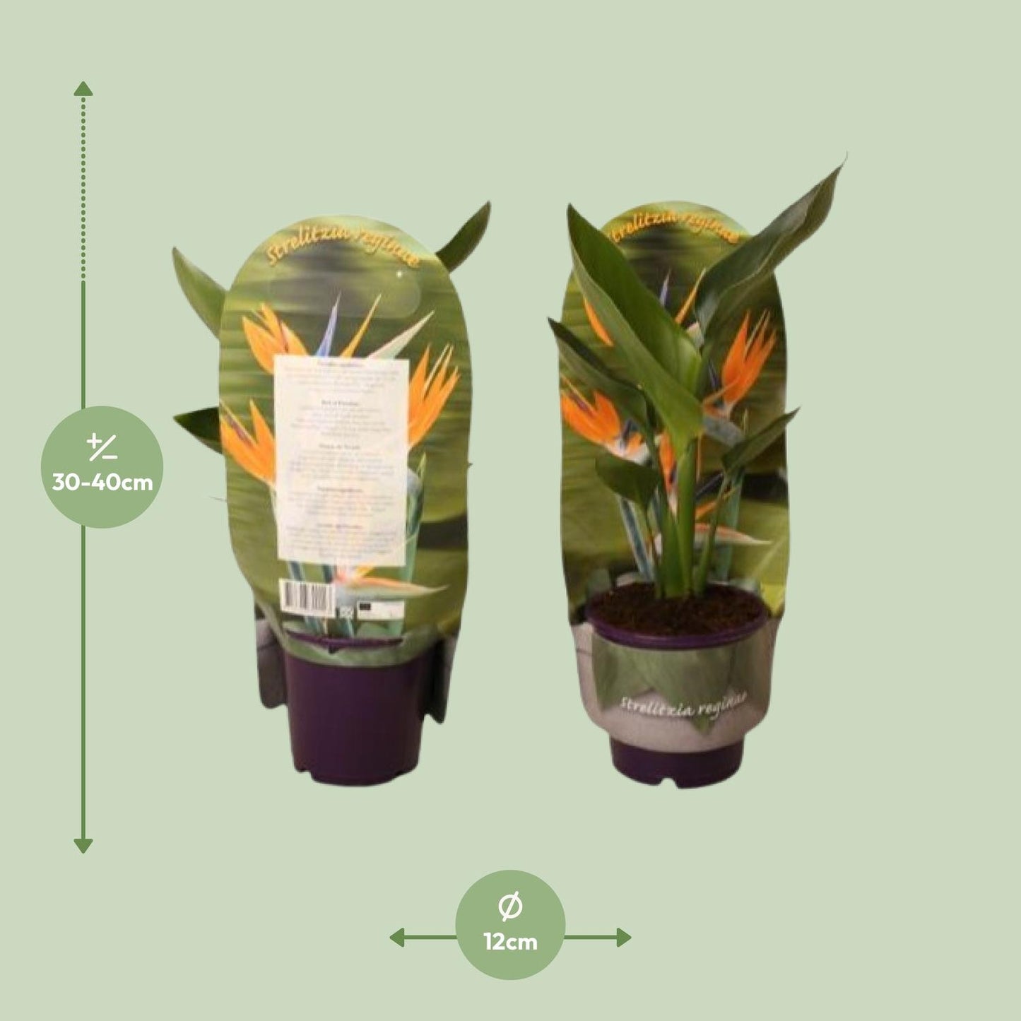 Strelitzia Reginae In Sleeve - Ø12cm - ↕40cm - Pflanzfix24