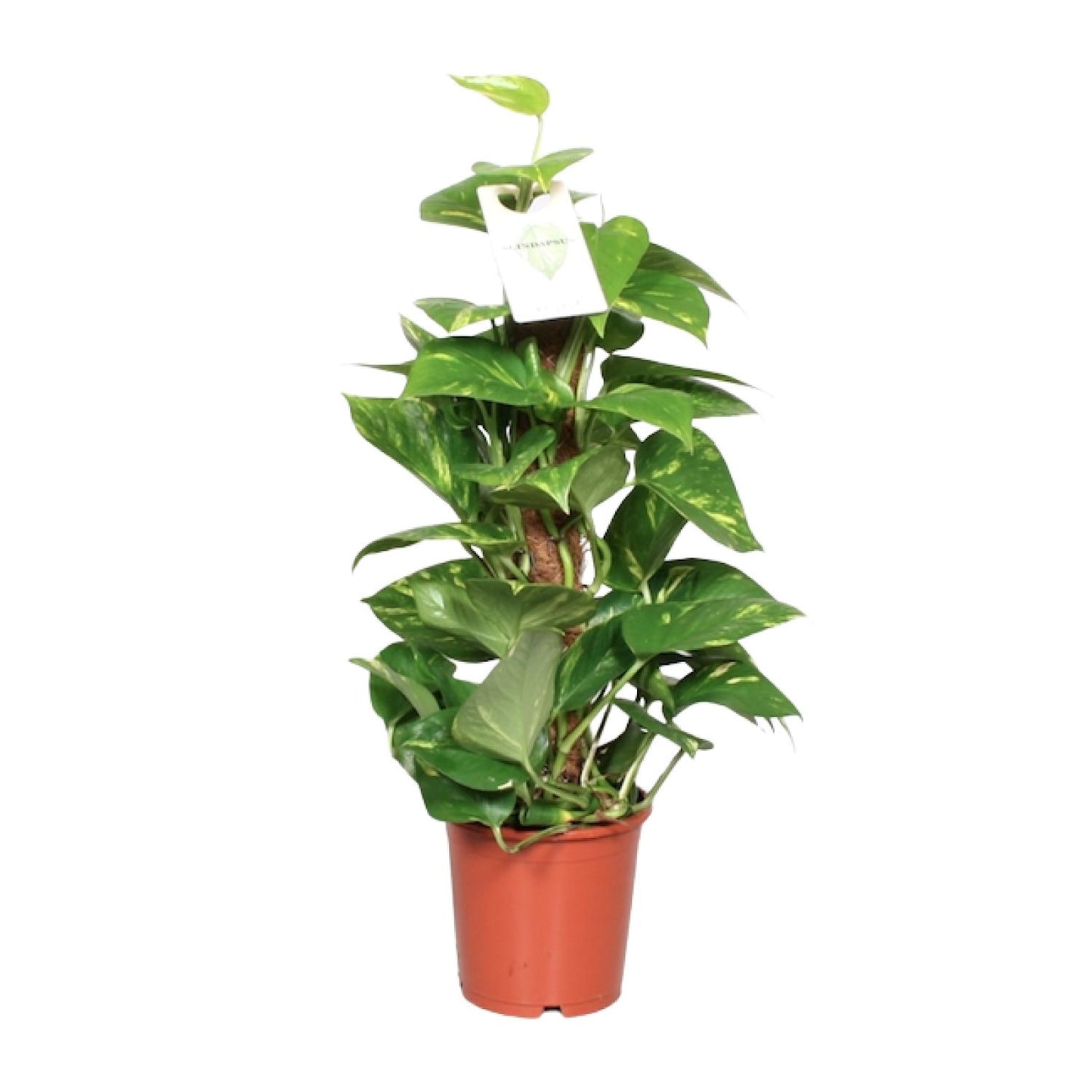 Epipremnum Pinnatum Mosstok 60cm Ø15cm – Goldene Efeutute | Pflanzfix24