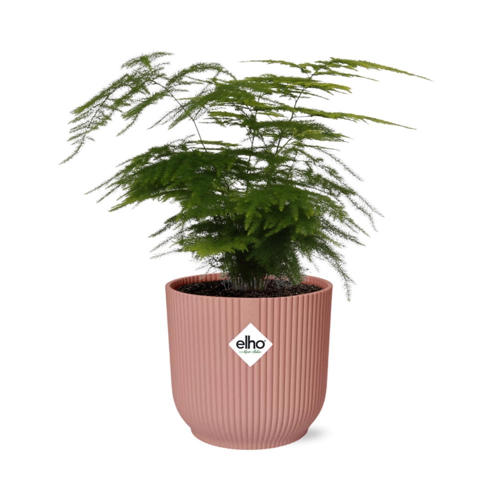Asparagus Setaceus ‘Plumosus’ 14cm ELHO Topf rosa | Pflanzfix24