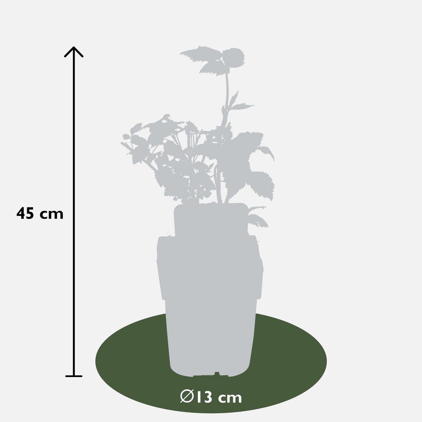 4x - Rubus 'Autumn' - ↨45cm - Ø13 - Pflanzfix24