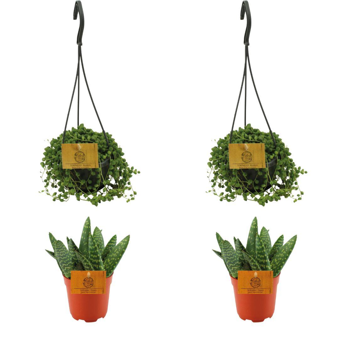 Aloe Paradisicum & Senecio Rowleyanus Set - 4er Pack - Ø10.5cm - Pflanzfix24
