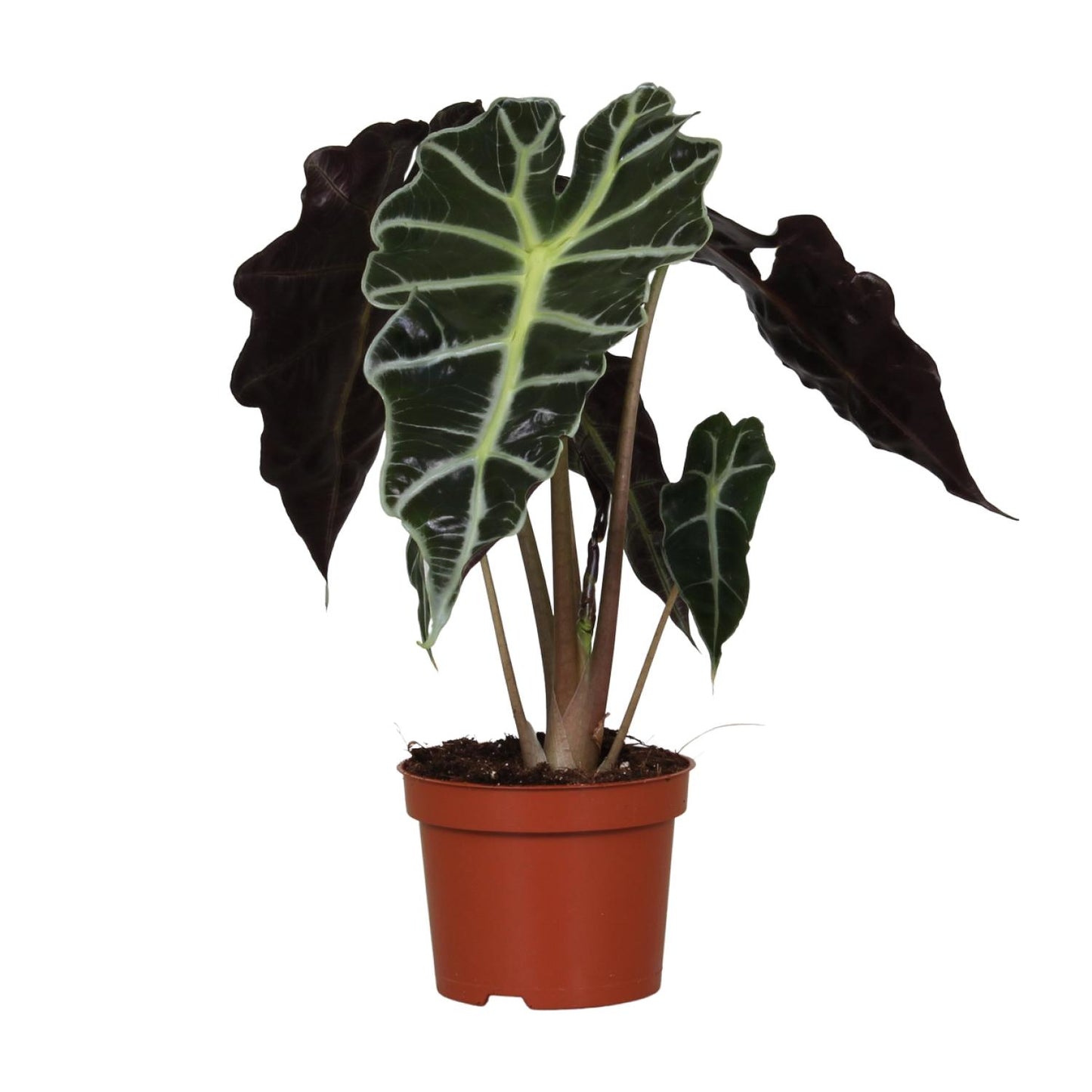 Alocasia Amazonica Polly - Ø12cm - ↕30cm bei Pflanzfix24.de - Pflanzfix24.de