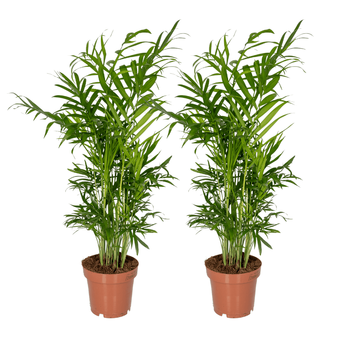 Chamaedorea Elegans (Mexikanische Bergpalme) - 2 Stücke - Pflanzfix24.de - Pflanzfix24.de