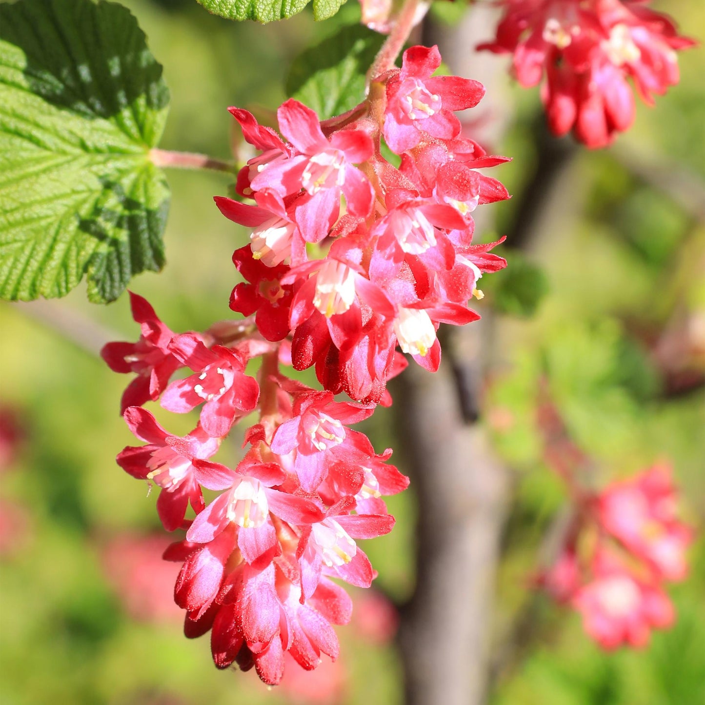 GreenboutiQ - Ribes sanguineum Kind Edward - 1 Pflanze - Topf 17cm - Pflanzfix24.de - Pflanzfix24.de