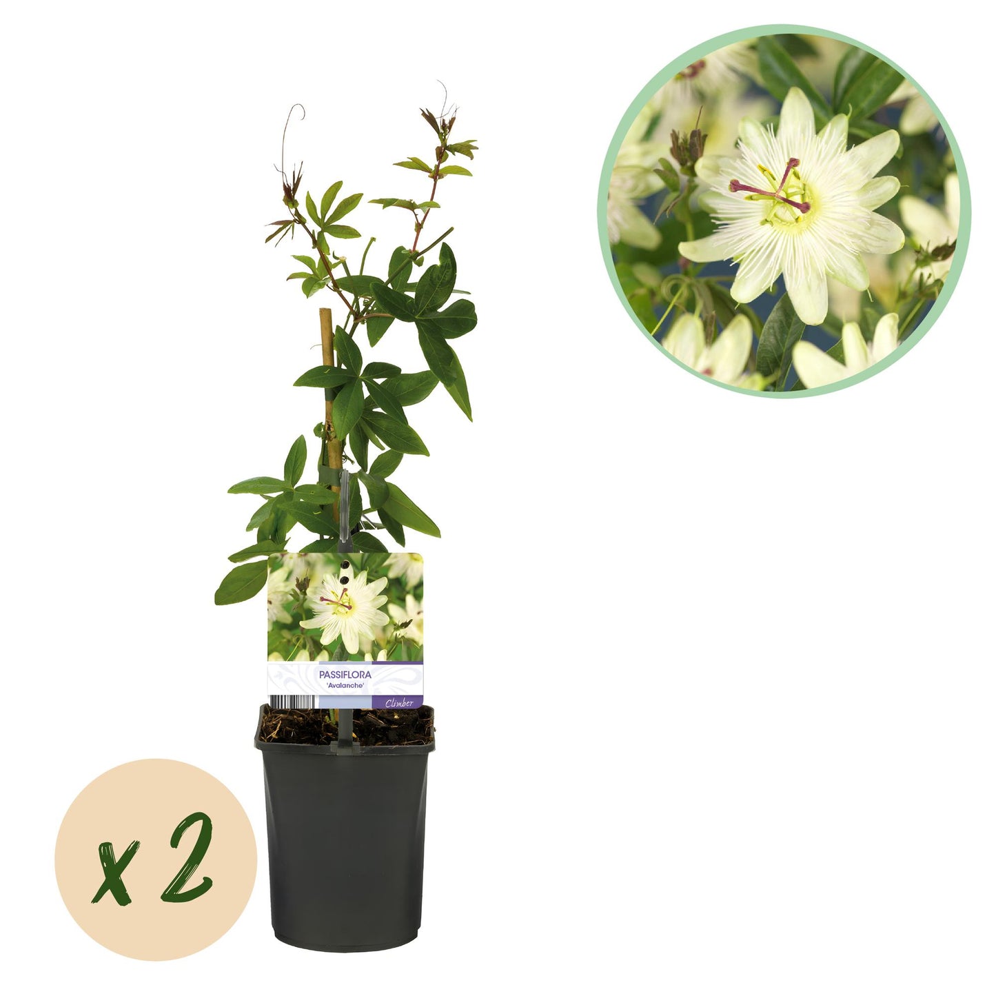 Pflanzfix24 - Passionsblume 'Avalanche' - Blüte Weiß - 2 Pflanzen