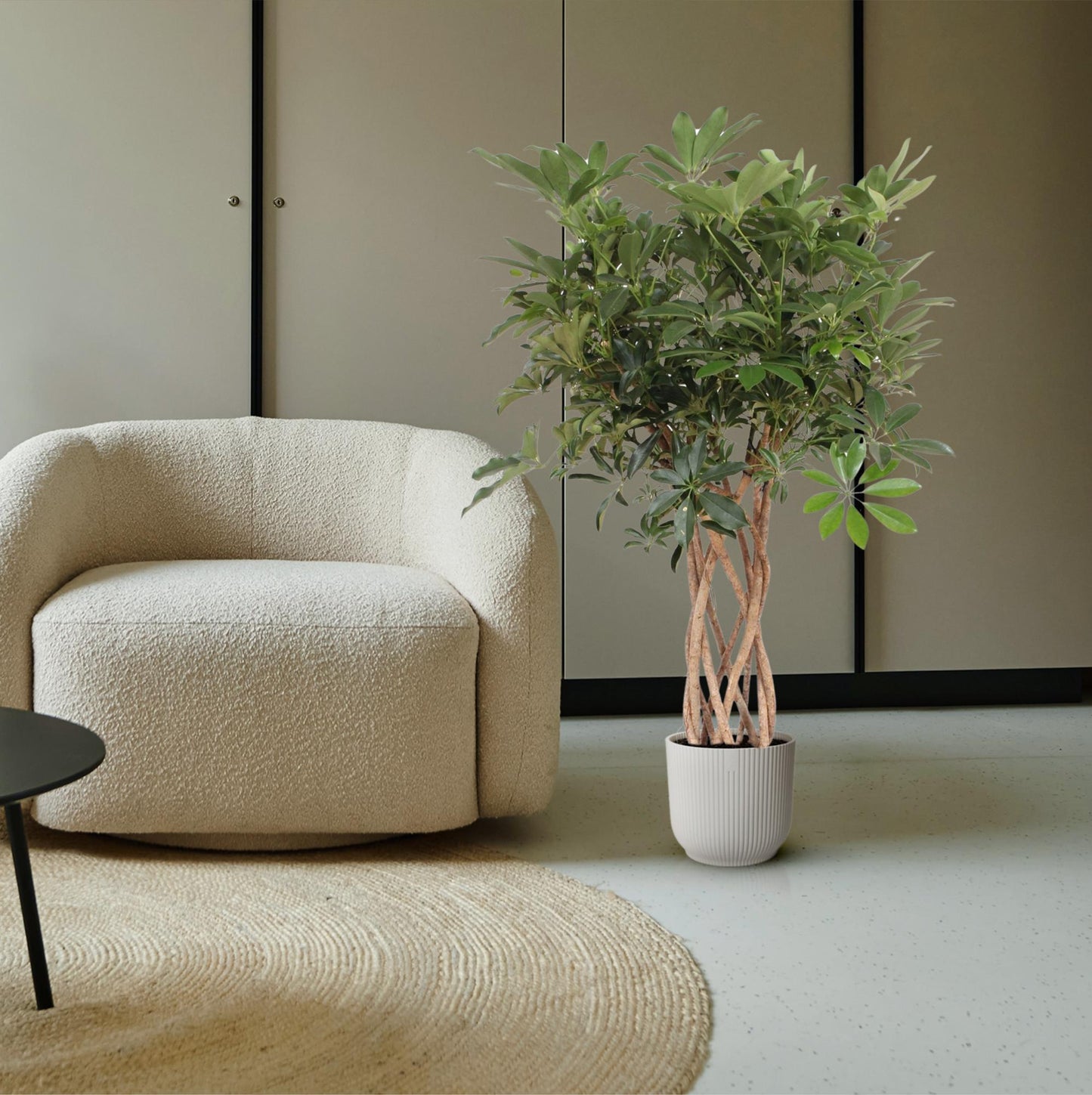 Schefflera Compacta geflochtener Stamm 130cm | Pflanzfix24.de - Pflanzfix24.de