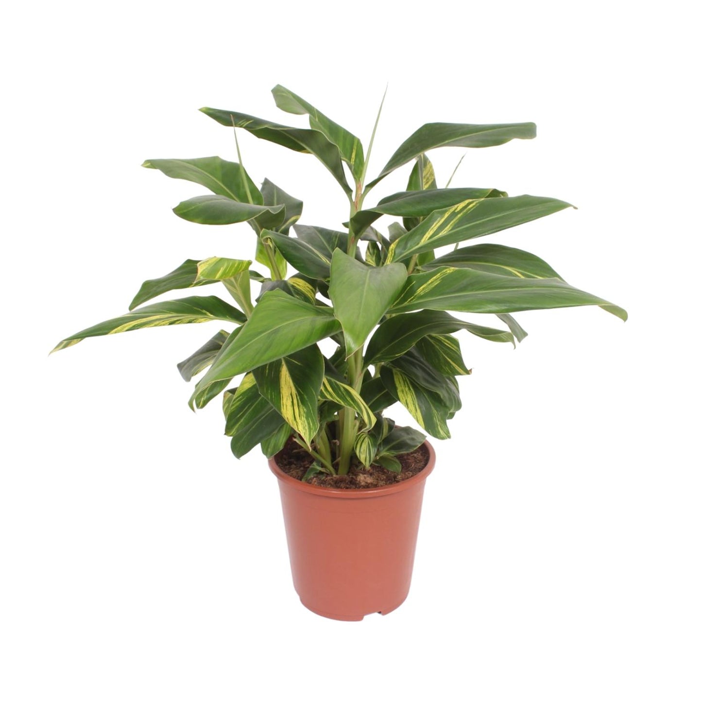 Alpinia Zerumbet Variegata - Ø27cm - ↕80cm - Pflanzfix24