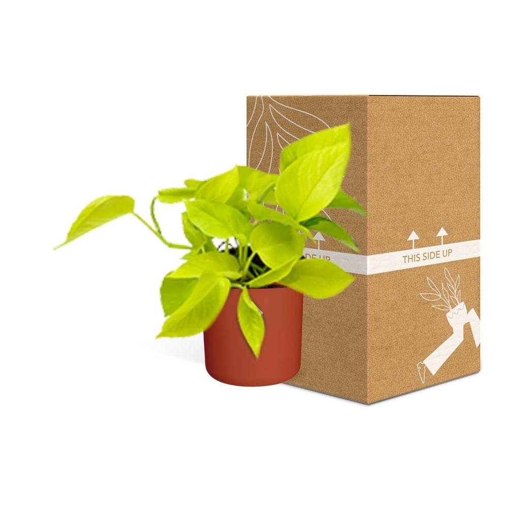 Epipremnum Pinnatum ‘Golden Pothos’ in ELHO b.for soft rond 14cm brique - Pflanzfix24