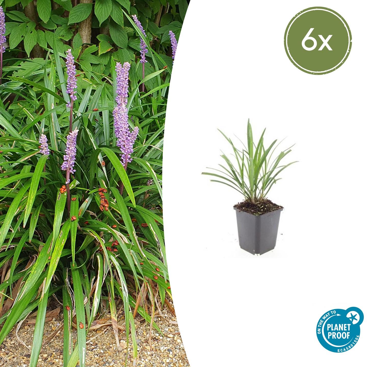 6x Liriope muscari 'Ingwersen' - 10-25cm - Ø9cm - Pflanzfix24.de - Pflanzfix24.de