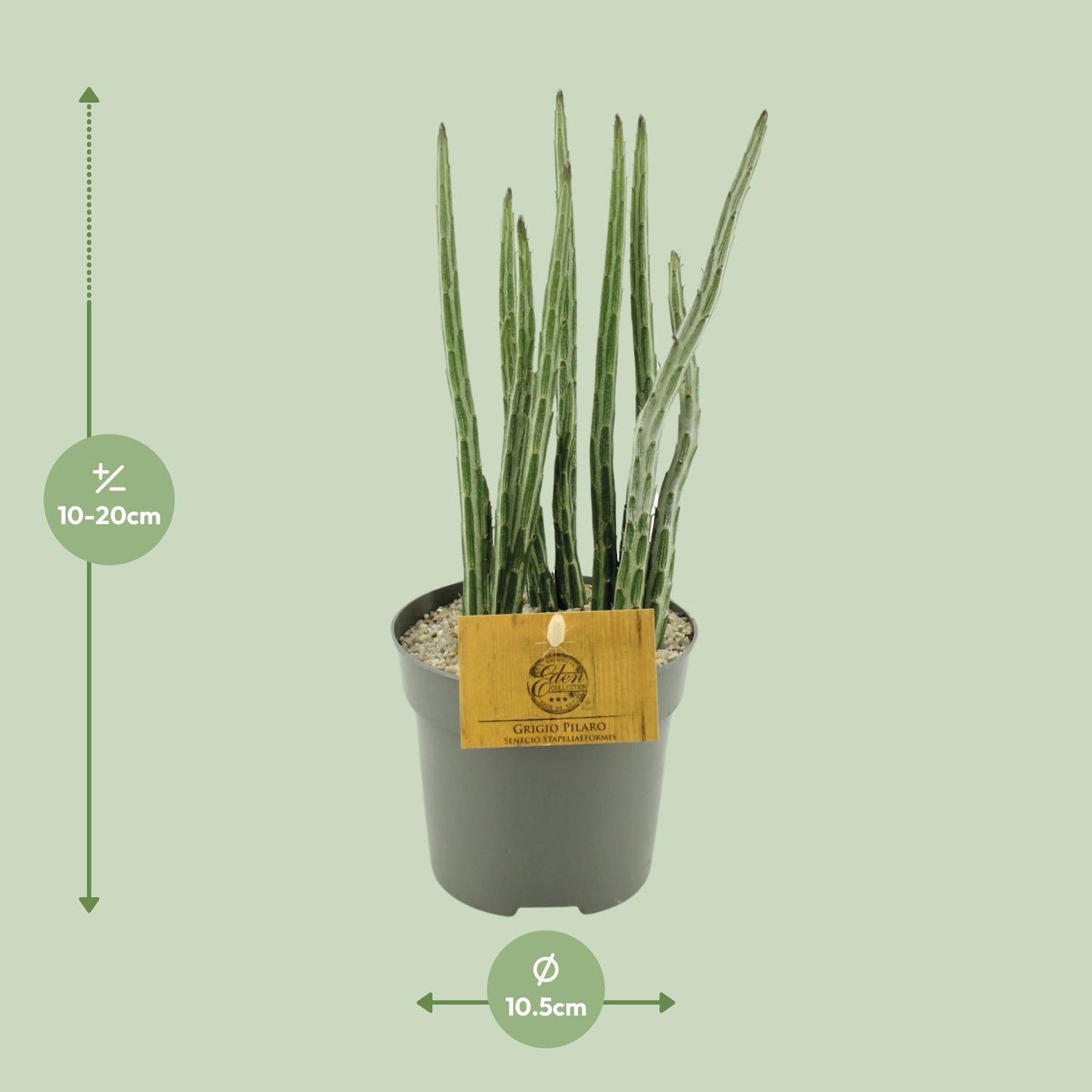 Senecio Stapeliaeformis - Ø10,5cm - ↕15cm - Pflanzfix24