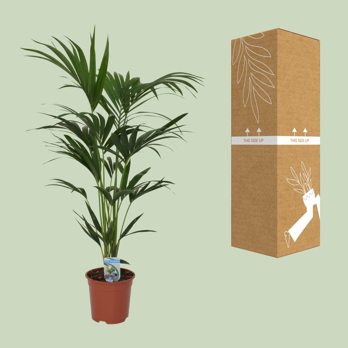 Howea Forsteriana - Ø21cm - ↕120cm - Pflanzfix24.de - Pflanzfix24.de