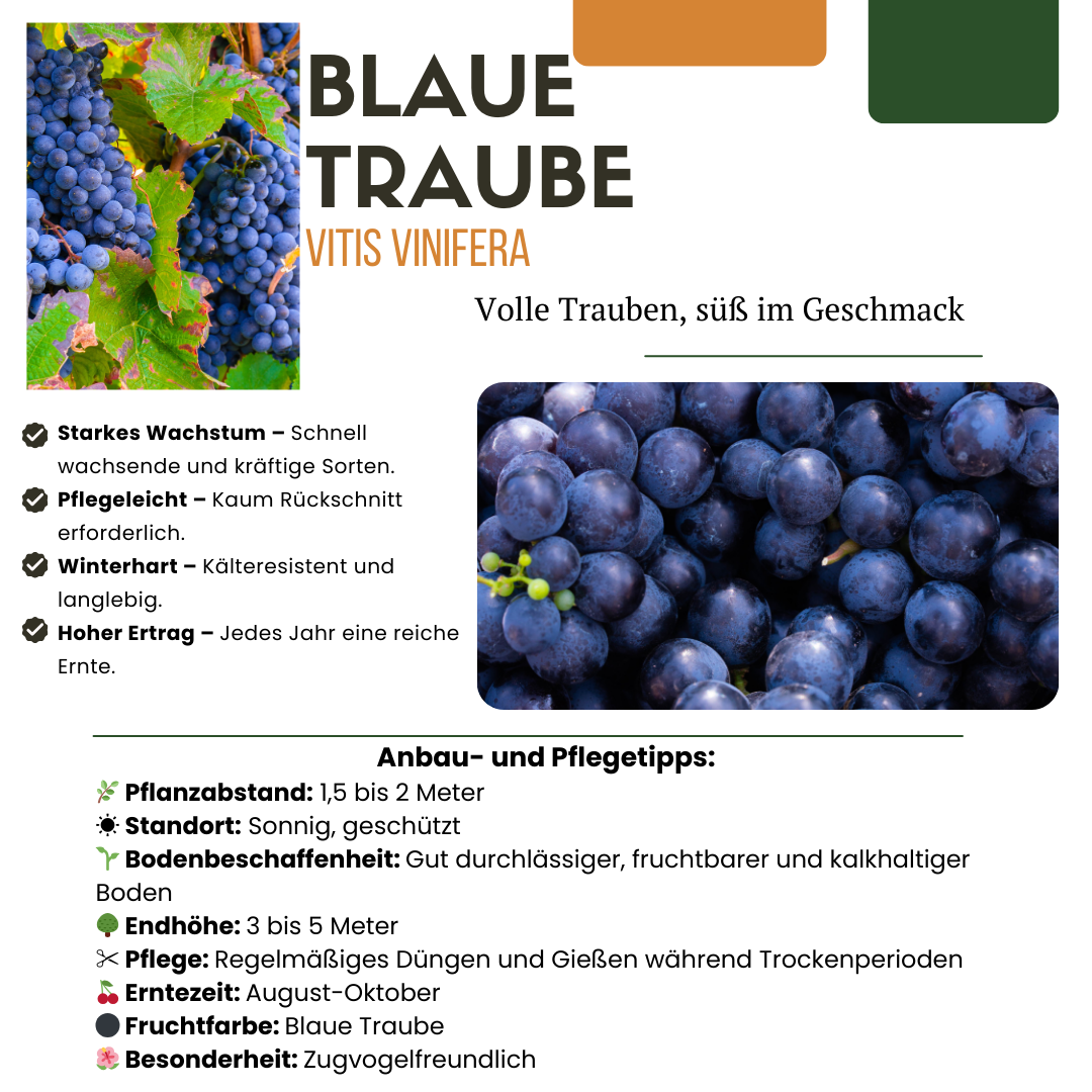 BIO Obstpflanzen-Set 5er Mix „Früchte-Oase“ – Pflanzfix24.de - Pflanzfix24.de