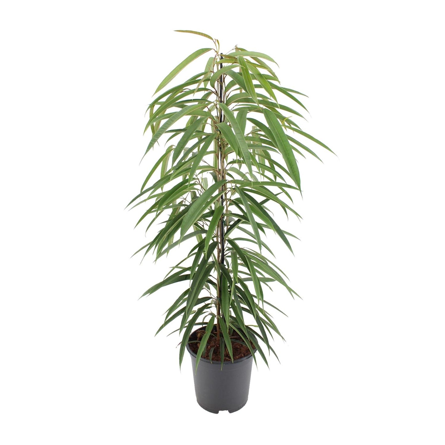 Ficus Binnendijkii Alii - Ø21cm - ↕80cm - Pflanzfix24.de - Pflanzfix24.de