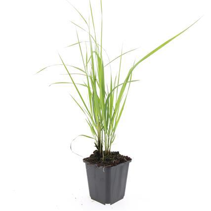 48x Calamagrostis acut. 'Karl Foerster' - ↕10-25cm - Ø9cm - Pflanzfix24