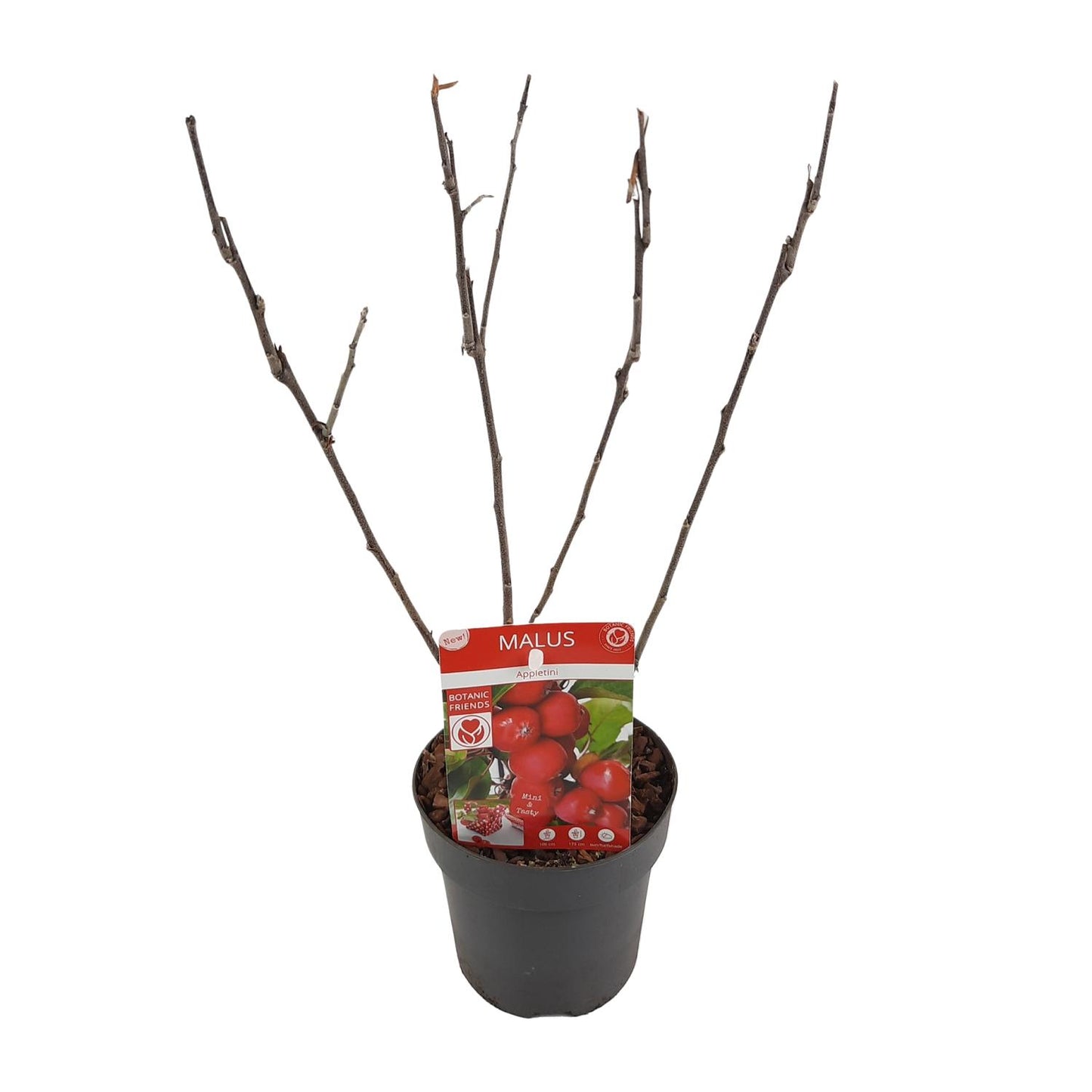 Malus 'Appletini' Apfelbaum Ø13cm | Kompakt & Vielseitig | Pflanzfix24.de - Pflanzfix24.de