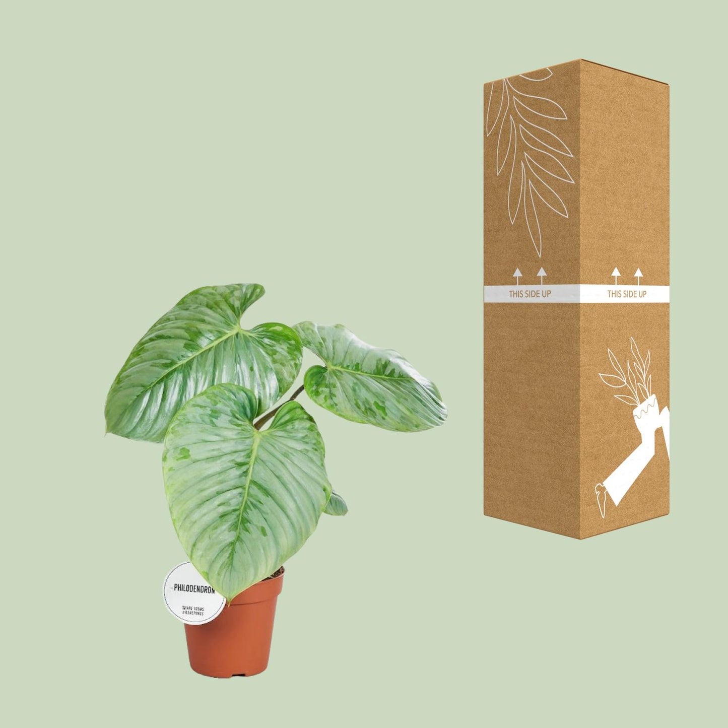 Philodendron Sodiroi Ø15cm - Elegante Zimmerpflanze | Pflanzfix24