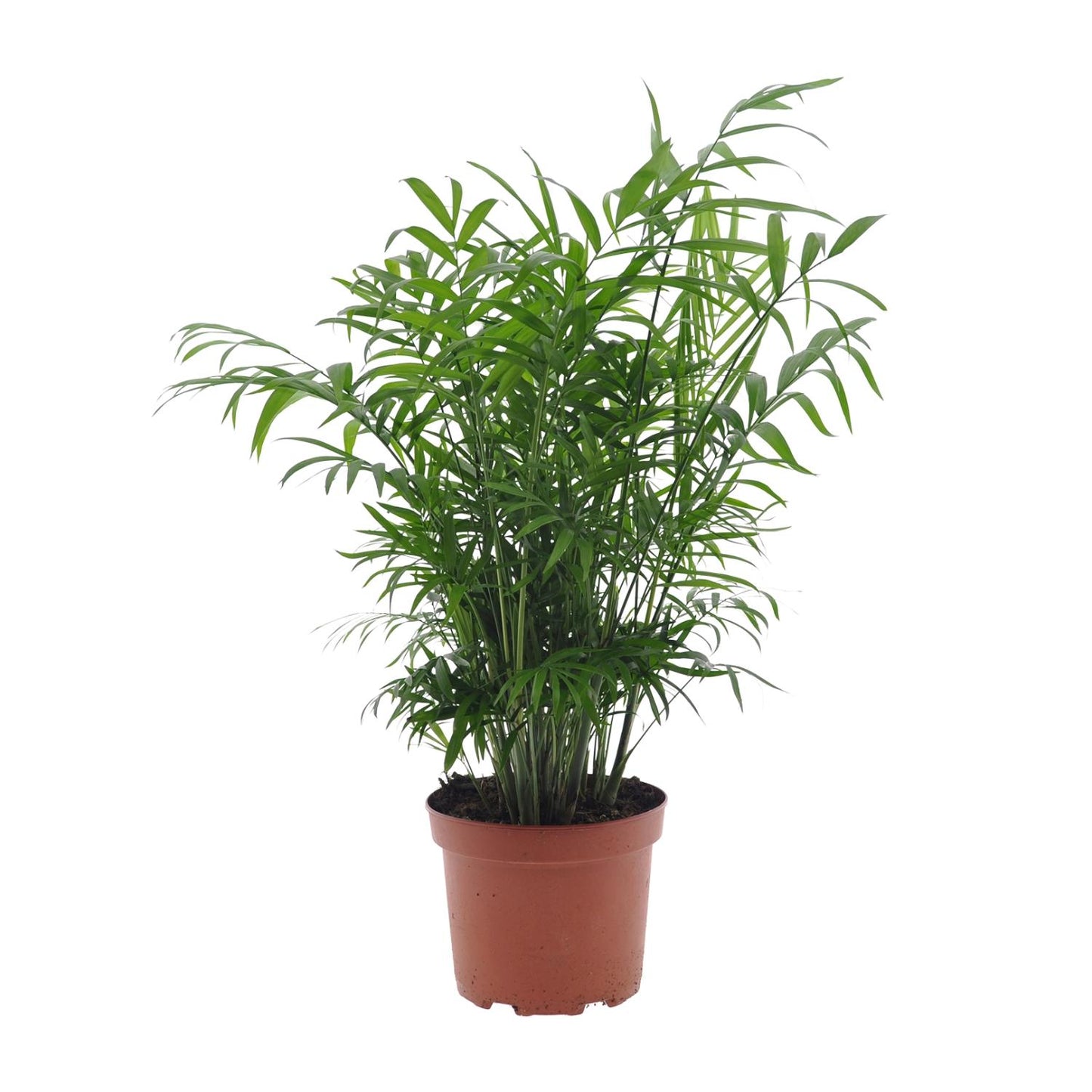 Chamaedorea Elegans - Ø17cm - ↕50cm - Pflanzfix24.de - Pflanzfix24.de