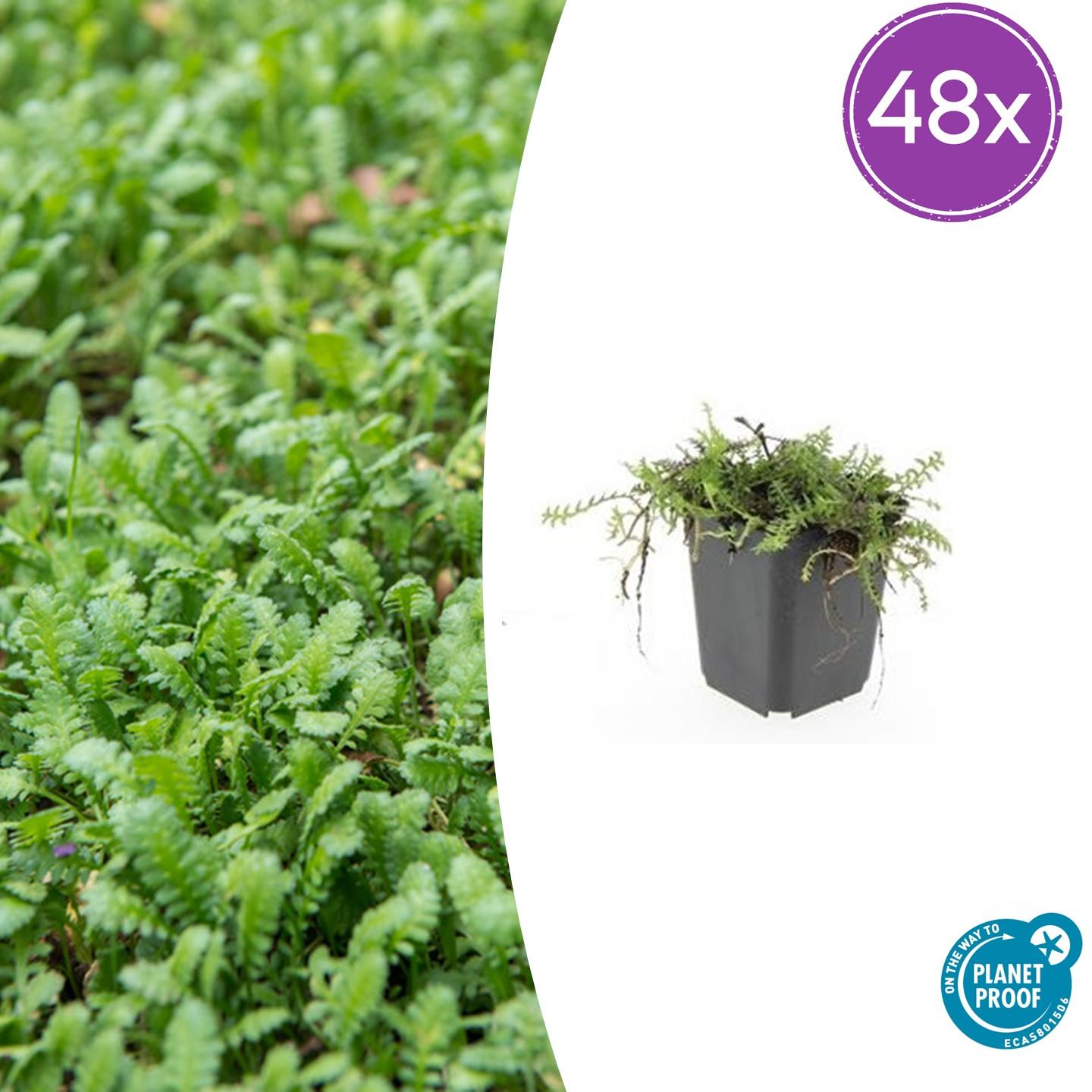 48x Leptinella squalida - ↕10-25cm - Ø9cm - Pflanzfix24