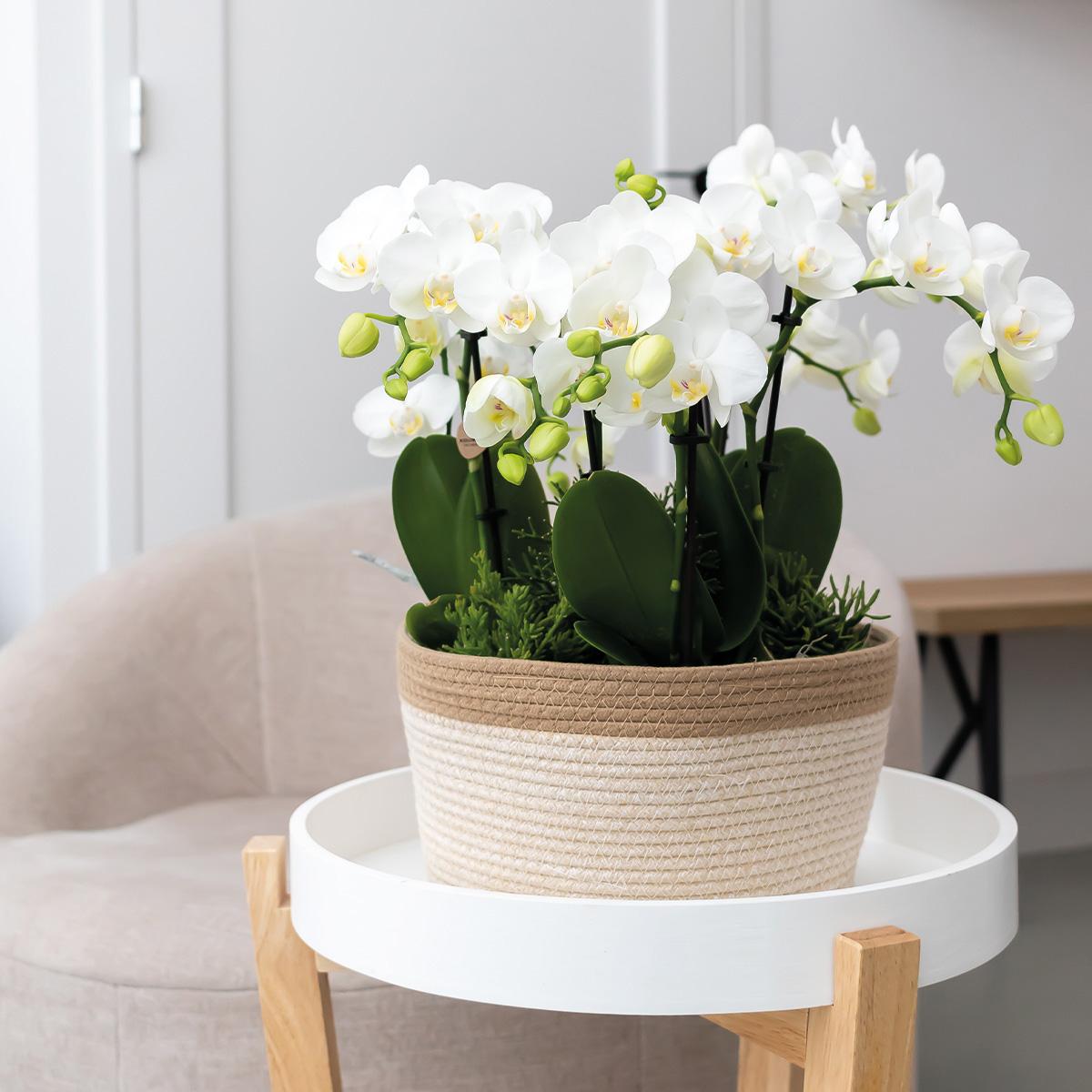 Rosa Orchideen-Set im Baumwollkorb mit Wassertank – 3x Orchidee & 3x Grünpflanzen | Pflanzfix24.de - Pflanzfix24.de